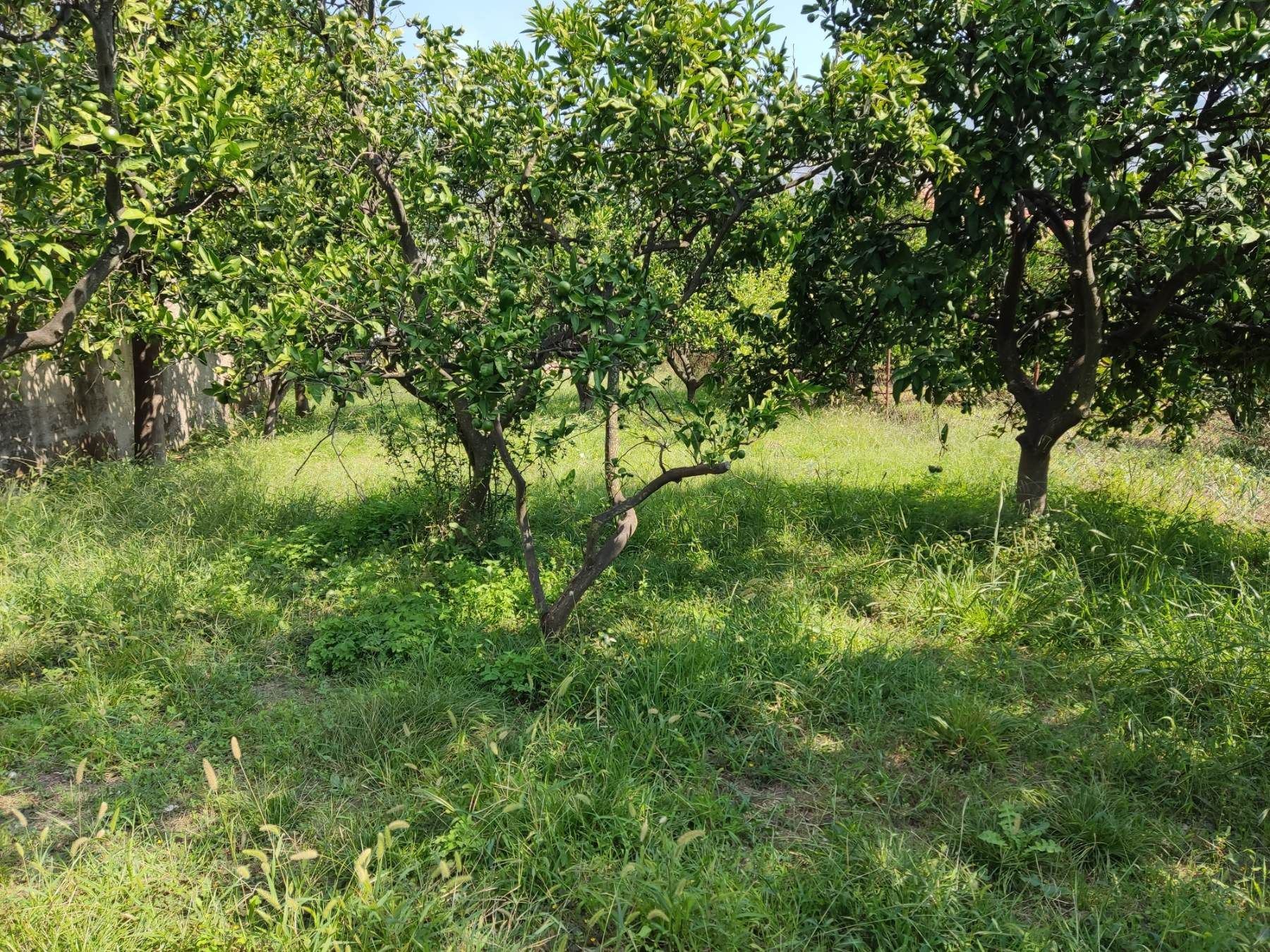 amforaproperty.com/Prodaja Placa s Kućom i Pomoćnim Objektom u Baru