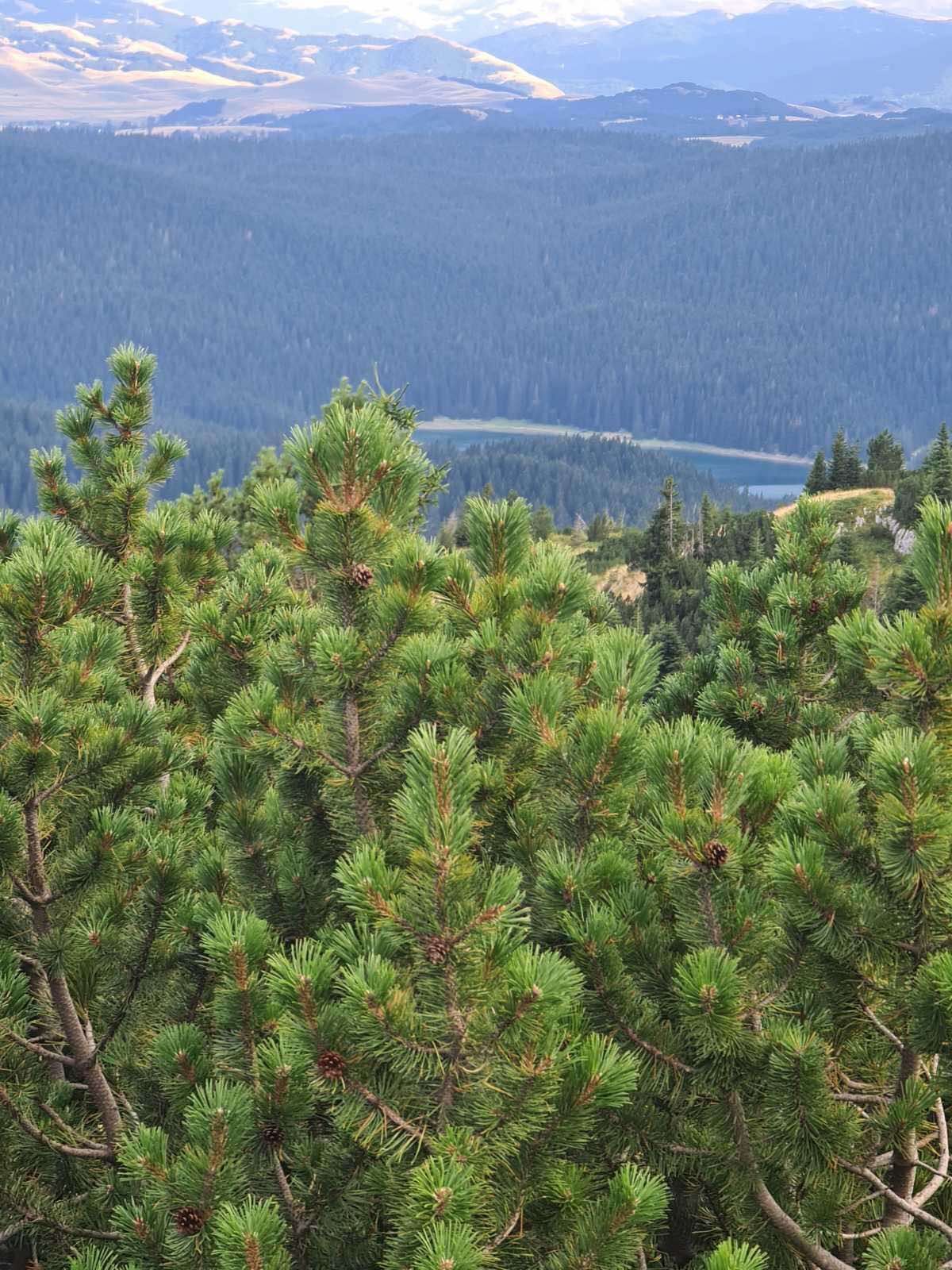 amforaproperty.com/Bosače, Žabljak- Zemljiste 40,000m2 netaknute prirode sa panoramskim pogledom