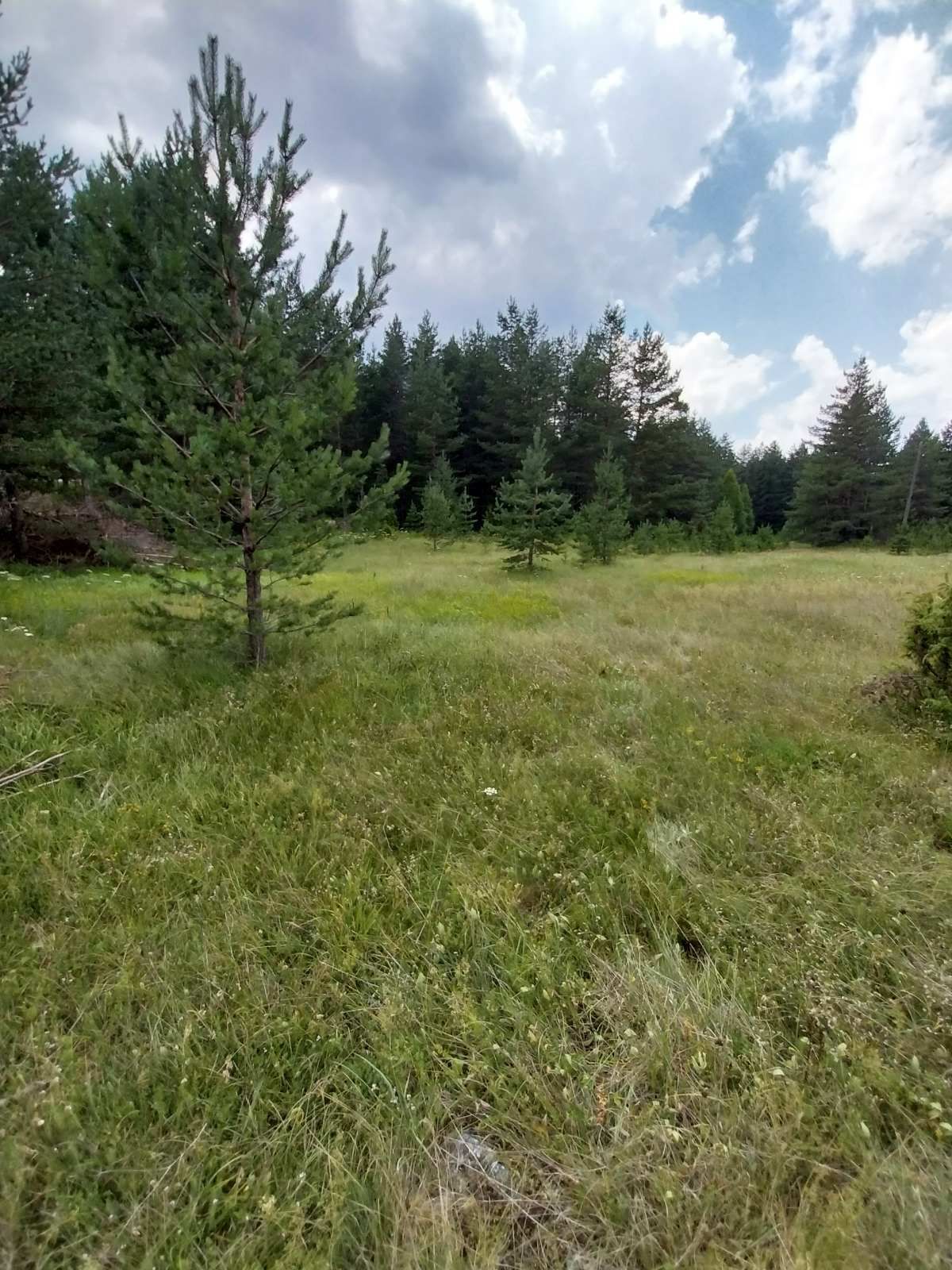 amforaproperty.com/Borje, Žabljak – Atraktivan Plac 2050 m² na Prodaju