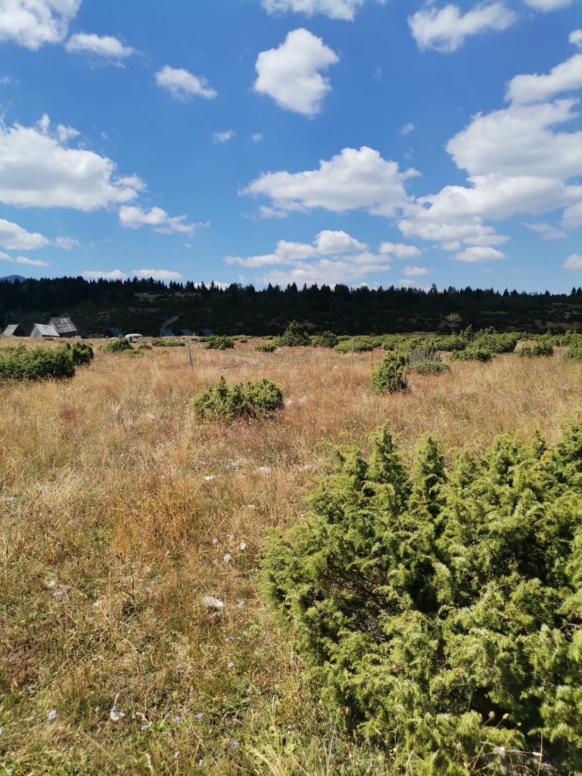 amforaproperty.com/Zemljište 36.000 m²,Žabljak