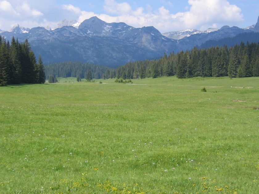 amforaproperty.com/Zemljište 6.056 m² na Macanskoj poljani, Žabljak
