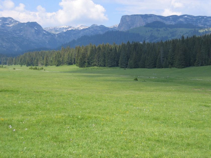 amforaproperty.com/Zemljište 6.056 m² na Macanskoj poljani, Žabljak