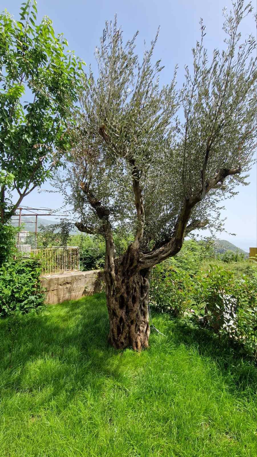 amforaproperty.com/Luksuzna vila od 300 m² sa bazenom i panoramskim pogledom na more na prodaju – Markovići, Budva (na duzi period)