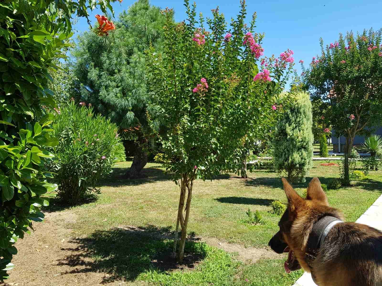 Prodaje se imanje od 3.000 m² sa dva kućna objekta, voćnjakom i garažom – Sušica, Danilovgrad - Amfora Real Estate