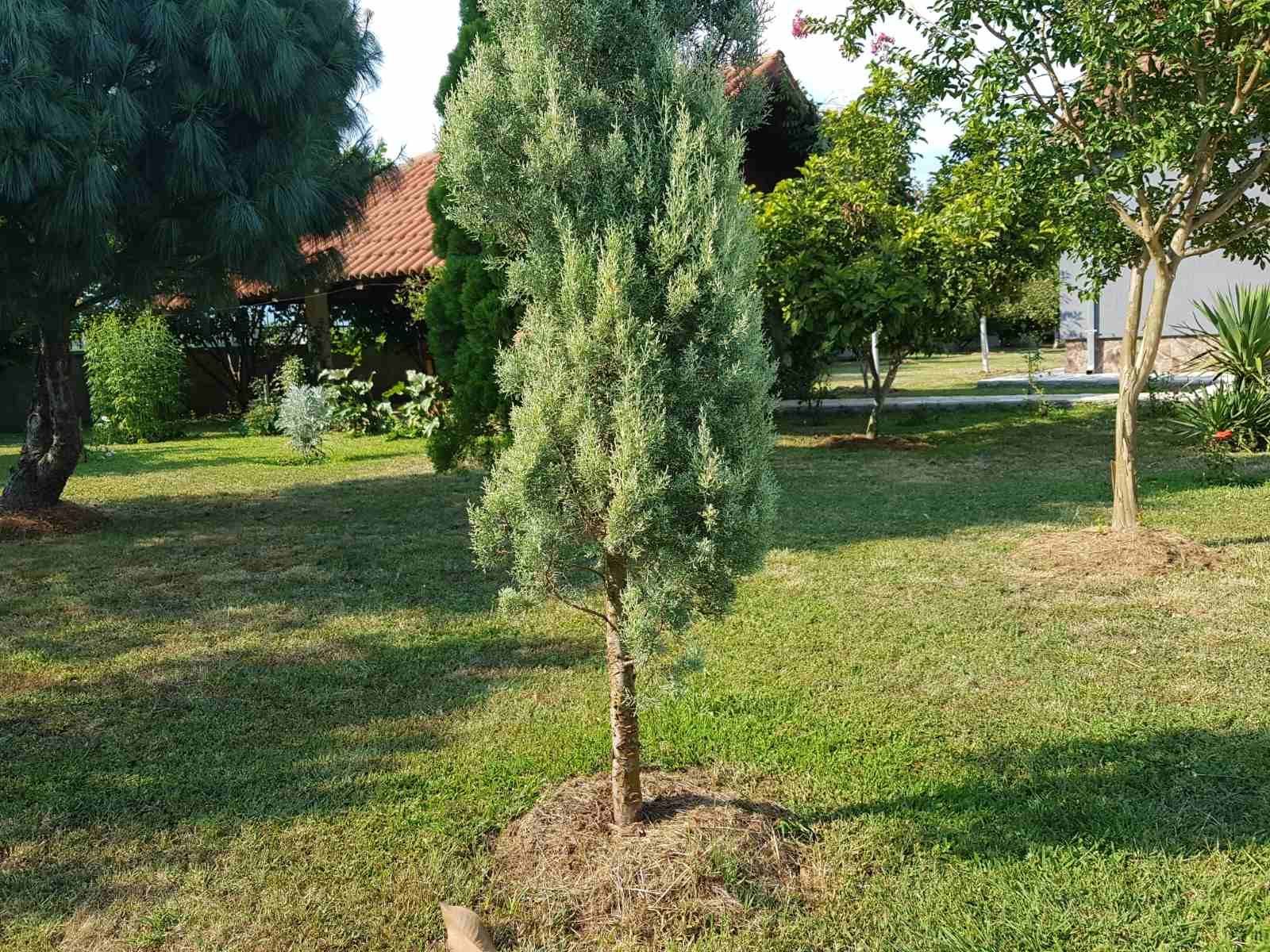 Prodaje se imanje od 3.000 m² sa dva kućna objekta, voćnjakom i garažom – Sušica, Danilovgrad - Amfora Real Estate