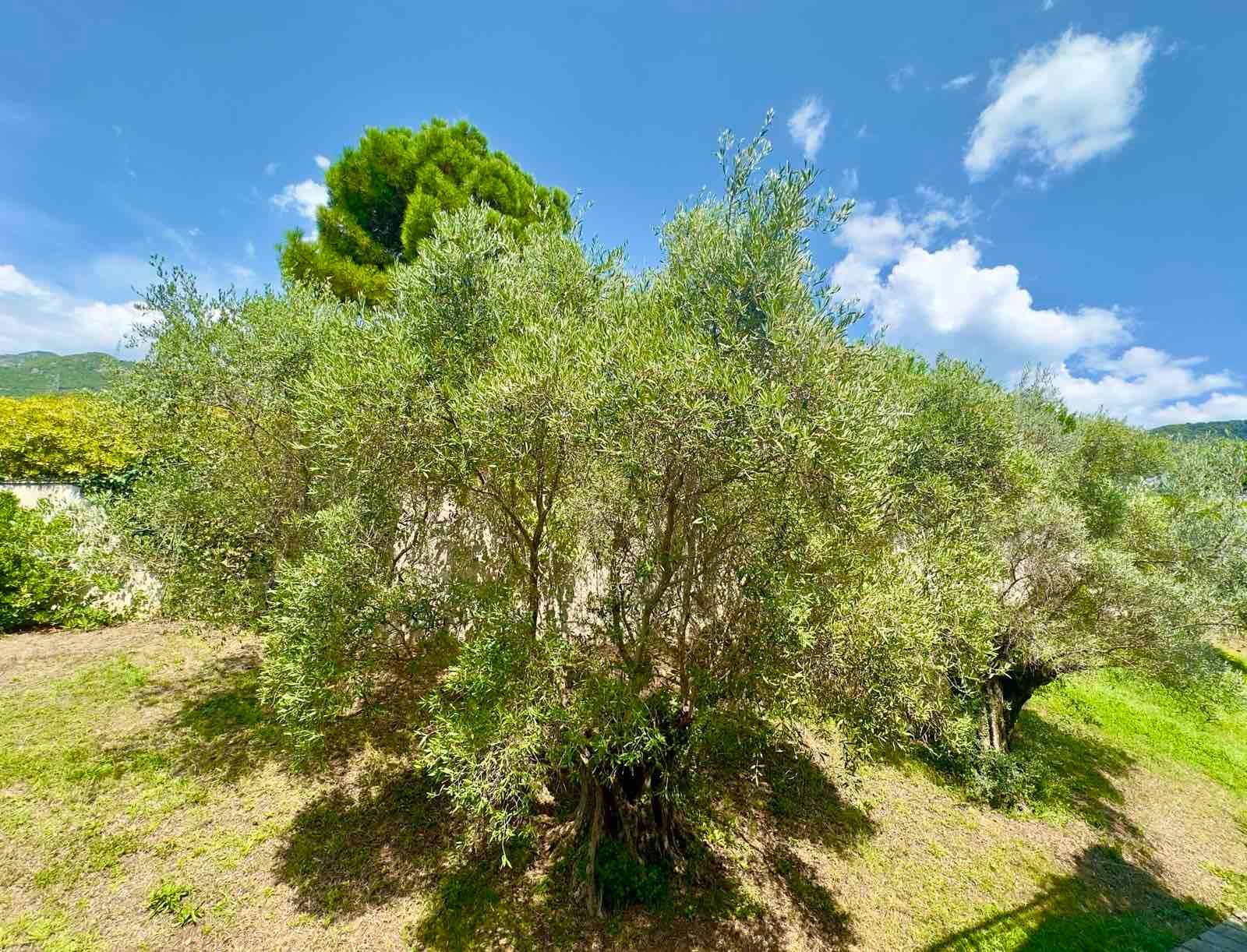 Kuća 176 m² sa bazenom i parking mestom u Lastvi Grbaljskoj, Budva  (Izdavanje na duži period) - Amfora Real Estate