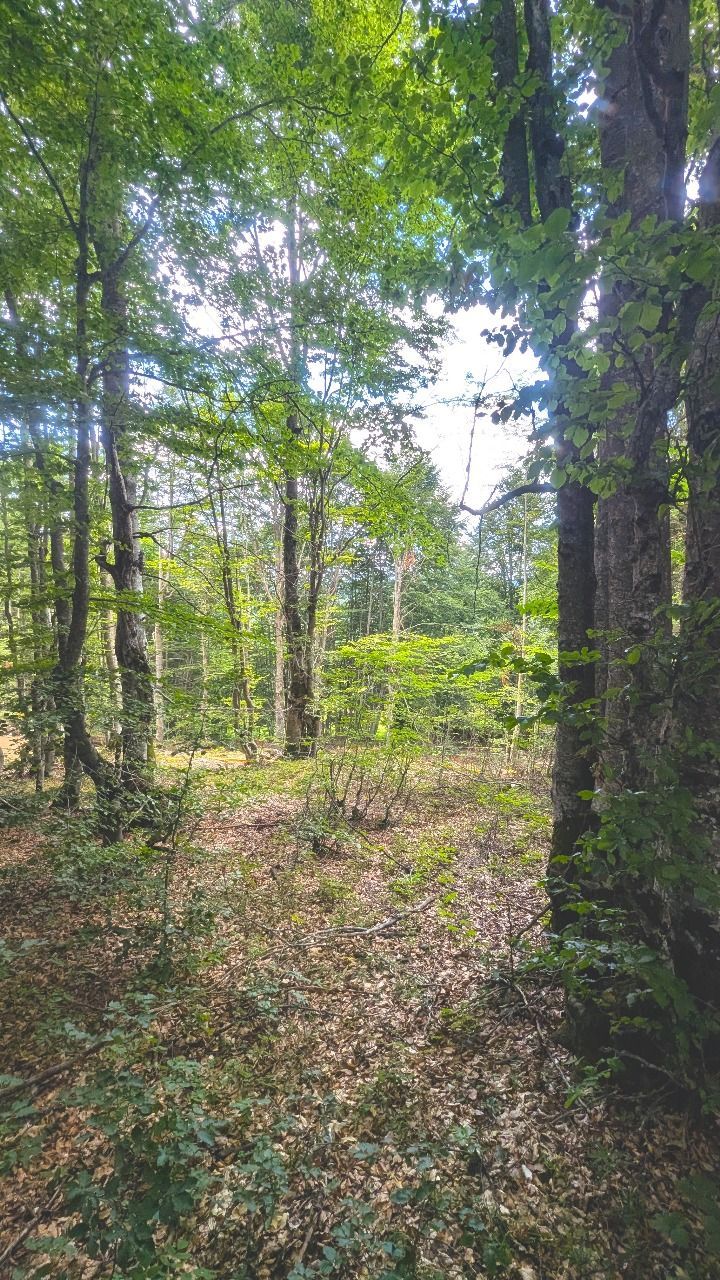 Ekskluzivna urbanizovana parcela 691m² u planinskom kompleksu na Žabljaku - Amfora Real Estate