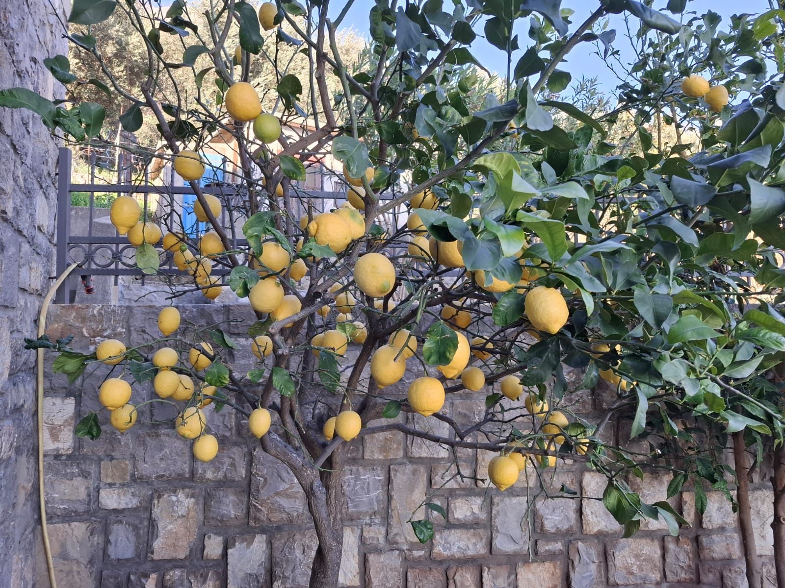 Autentična kamena vila sa panoramskim pogledom na more – Reževići Katun, Budvanska rivijera - Amfora Real Estate