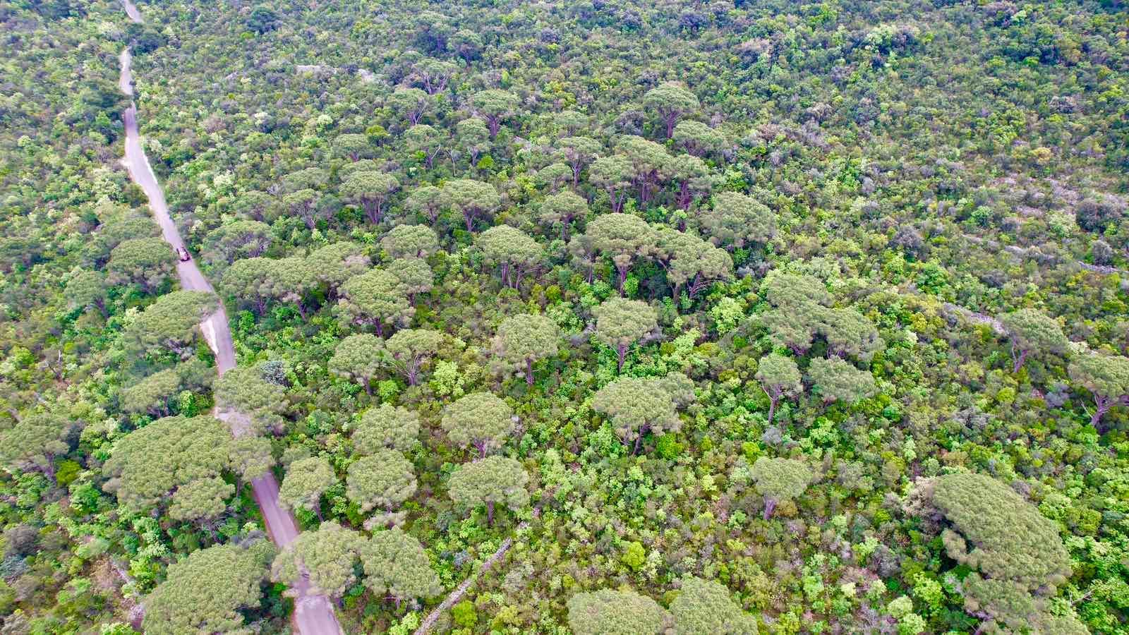 Plac 5218m2 sa panoramskim pogledom na more u naselju Mirište (Žanjice), Opstina Herceg Novi - Amfora Real Estate