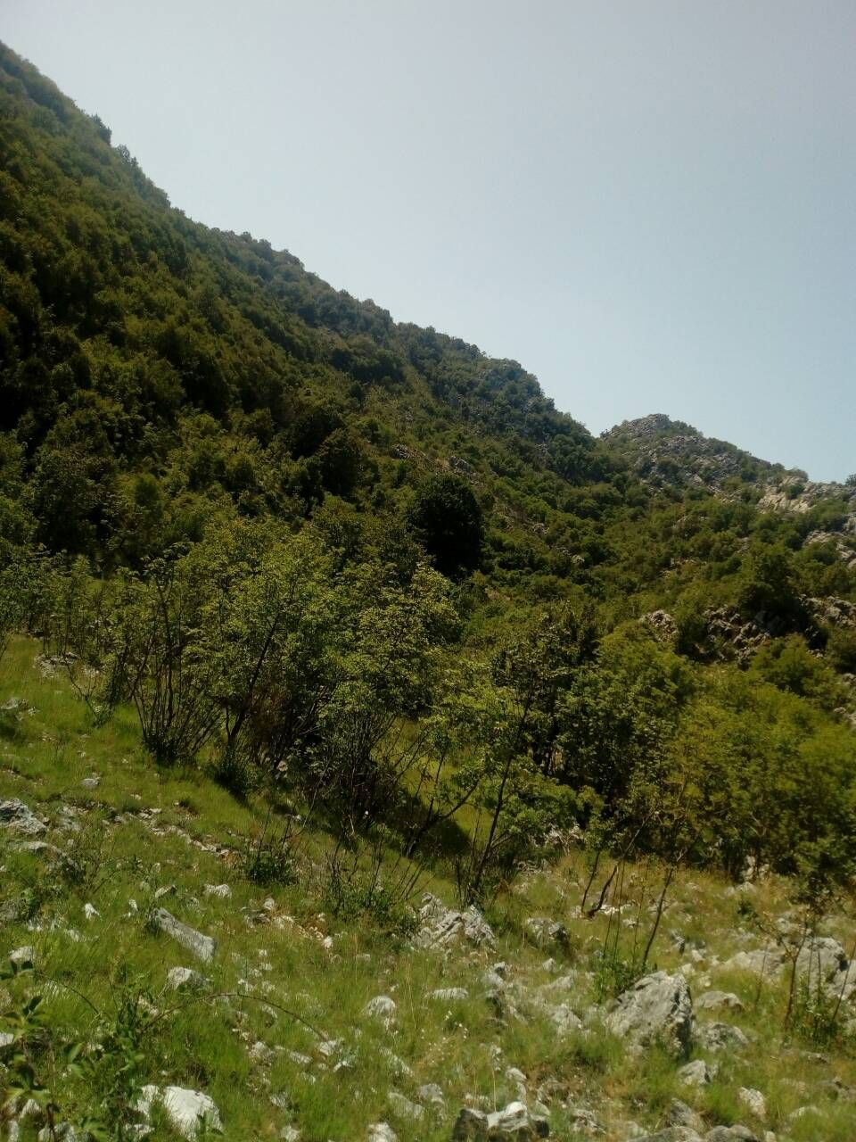 PORODIČNO IMANJE ŠTITARI - OPSTINA CETINJE - CRNA GORA - Amfora Real Estate