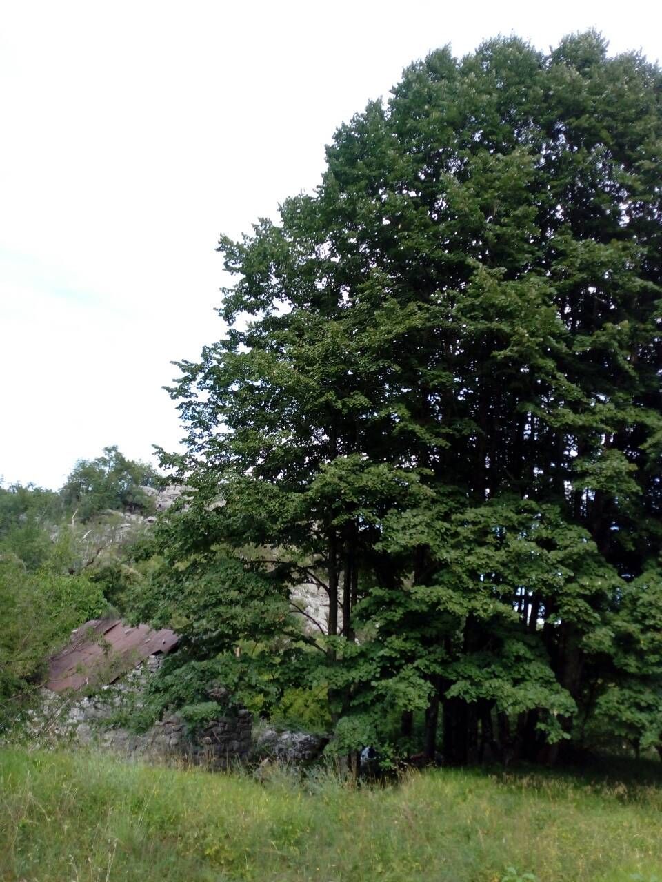 PORODIČNO IMANJE ŠTITARI - OPSTINA CETINJE - CRNA GORA - Amfora Real Estate