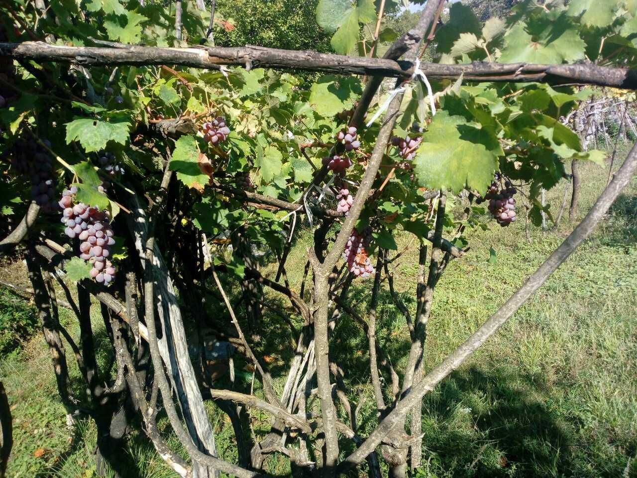 PORODIČNO IMANJE ŠTITARI - OPSTINA CETINJE - CRNA GORA - Amfora Real Estate