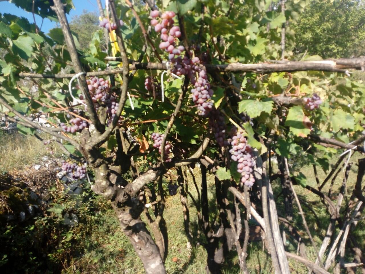 PORODIČNO IMANJE ŠTITARI - OPSTINA CETINJE - CRNA GORA - Amfora Real Estate