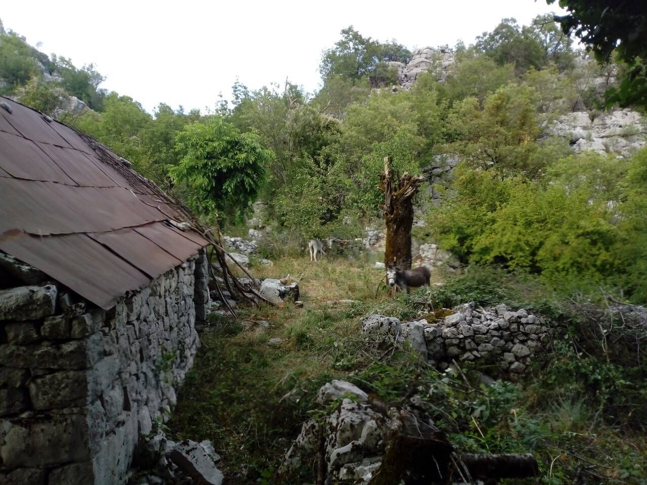 PORODIČNO IMANJE ŠTITARI - OPSTINA CETINJE - CRNA GORA - Amfora Real Estate