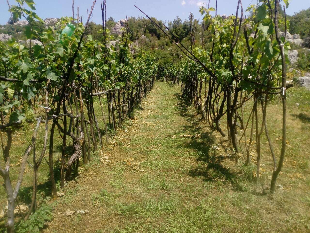 PORODIČNO IMANJE ŠTITARI - OPSTINA CETINJE - CRNA GORA - Amfora Real Estate