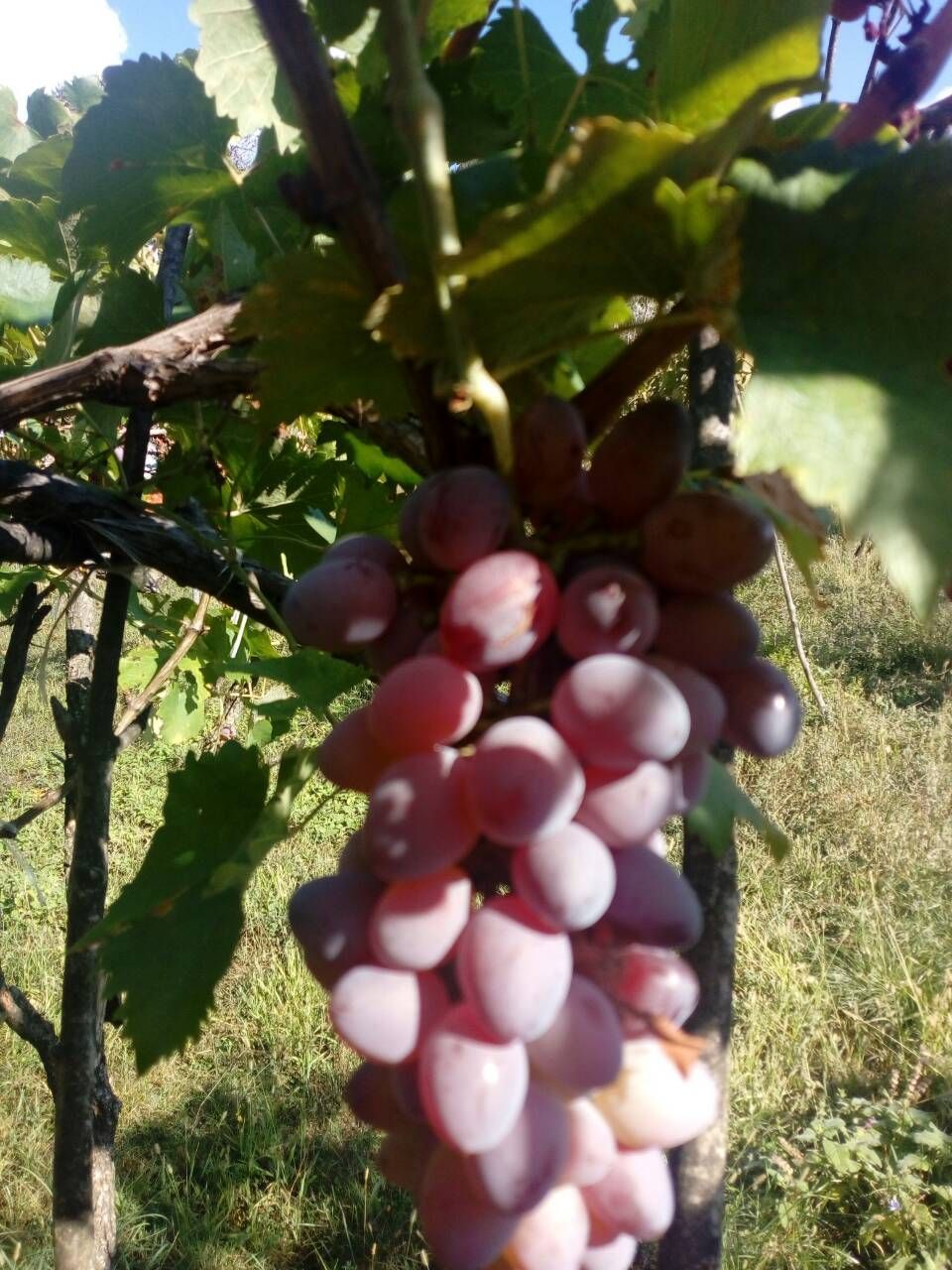 PORODIČNO IMANJE ŠTITARI - OPSTINA CETINJE - CRNA GORA - Amfora Real Estate