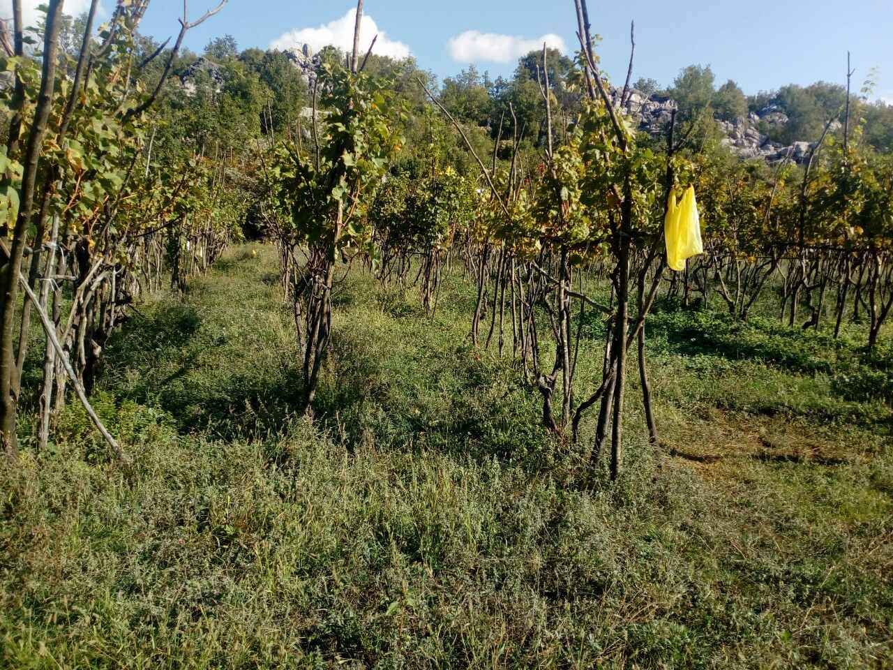 PORODIČNO IMANJE ŠTITARI - OPSTINA CETINJE - CRNA GORA - Amfora Real Estate