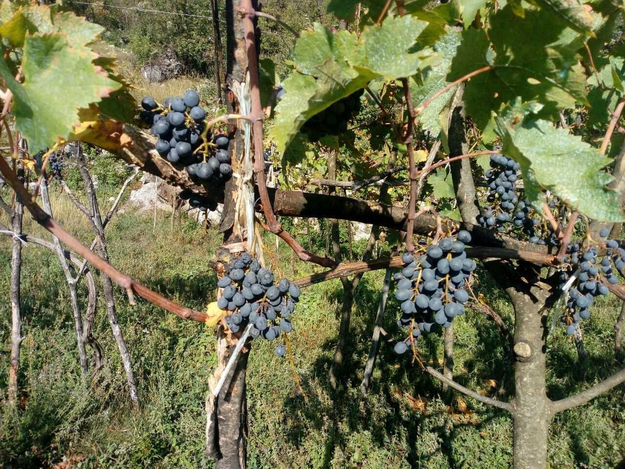 PORODIČNO IMANJE ŠTITARI - OPSTINA CETINJE - CRNA GORA - Amfora Real Estate