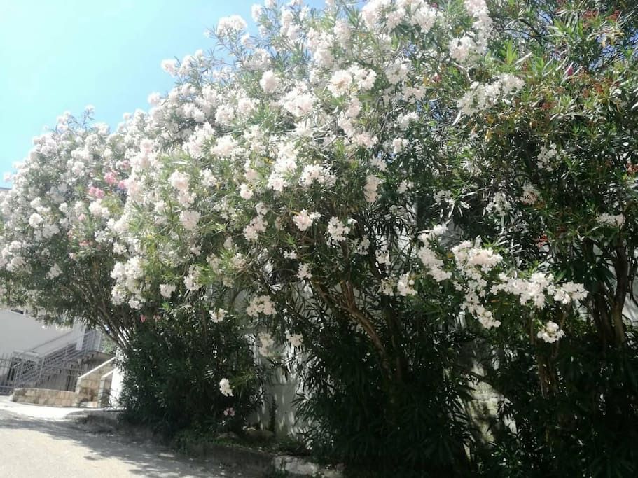 Na prodaju kuca sa dva apartmana 37m2 + 42m2 u Becicima. - Amfora Real Estate