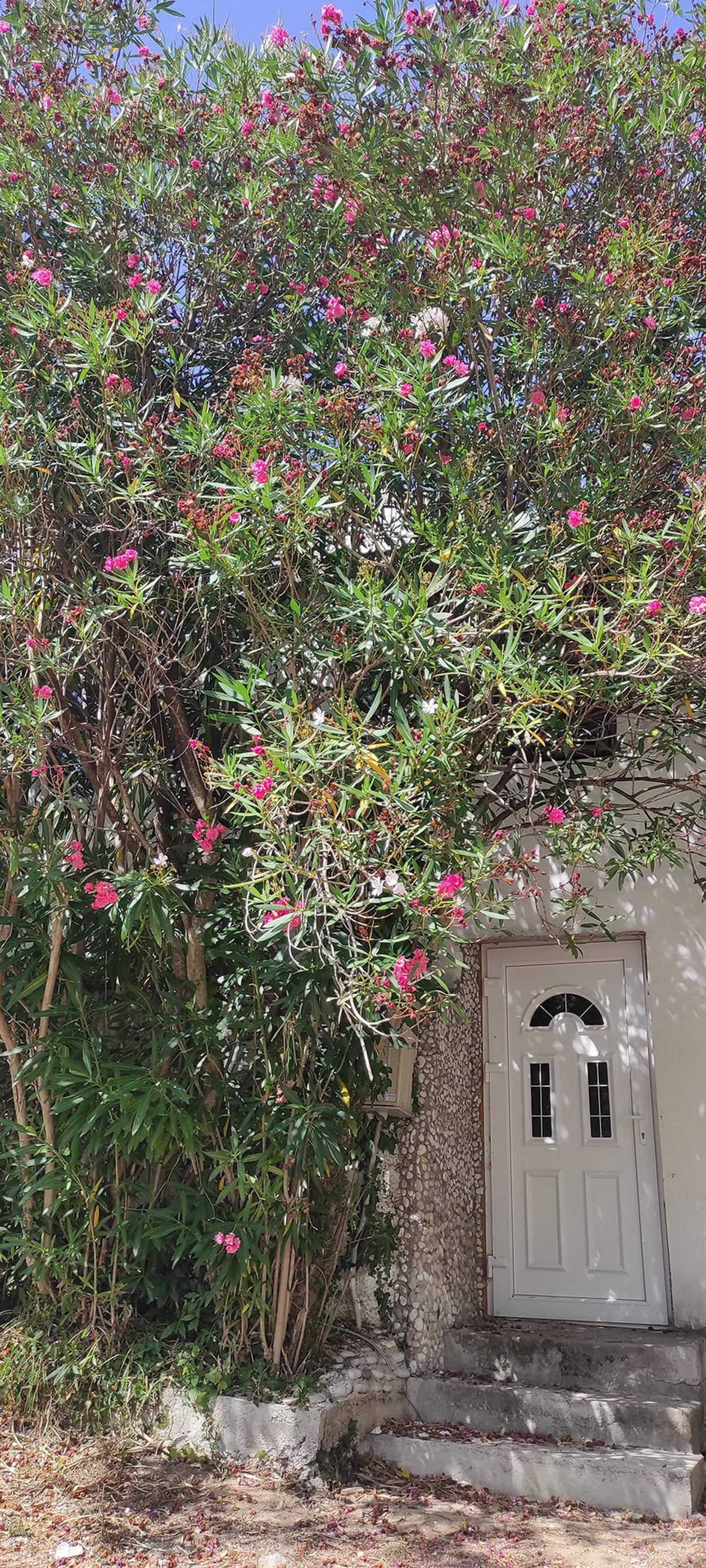 Na prodaju kuca sa dva apartmana 37m2 + 42m2 u Becicima. - Amfora Real Estate