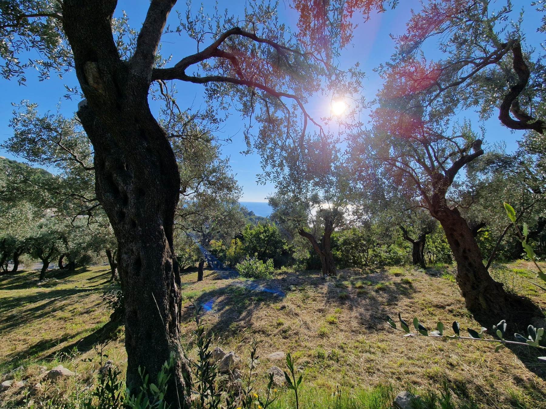 Gradjevinski plac 1650m2 sa nezagradivim pogledom na more, Reževici-Budva - Amfora Real Estate