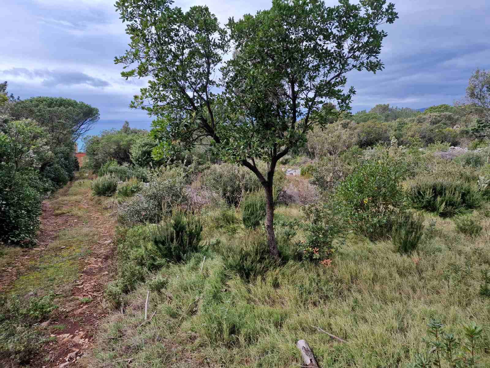 Urbanizovan plac 930m2 sa pogledom na more ,Zagora-Opstina Kotor. - Amfora Real Estate