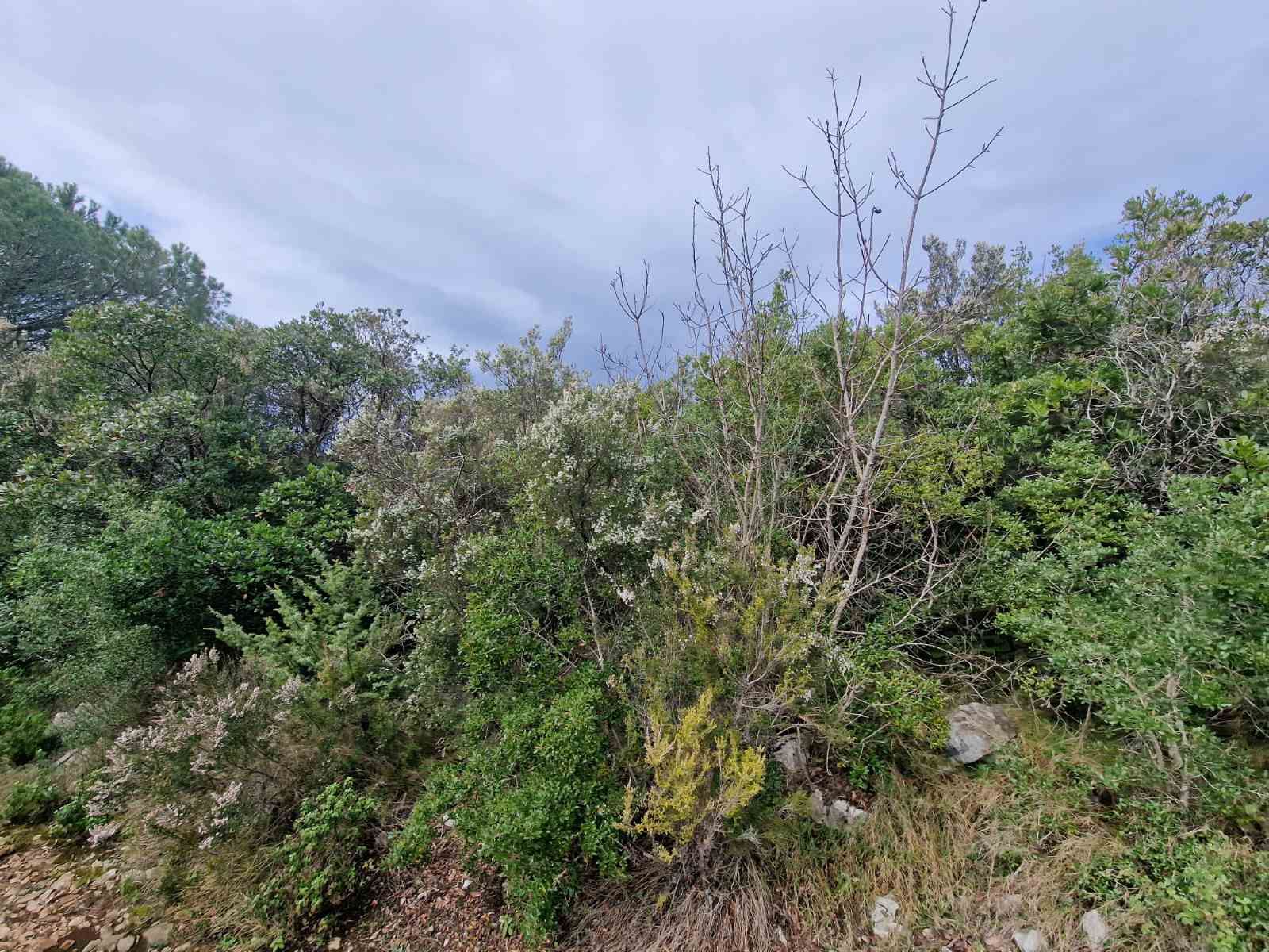 Urbanizovan plac 930m2 sa pogledom na more ,Zagora-Opstina Kotor. - Amfora Real Estate