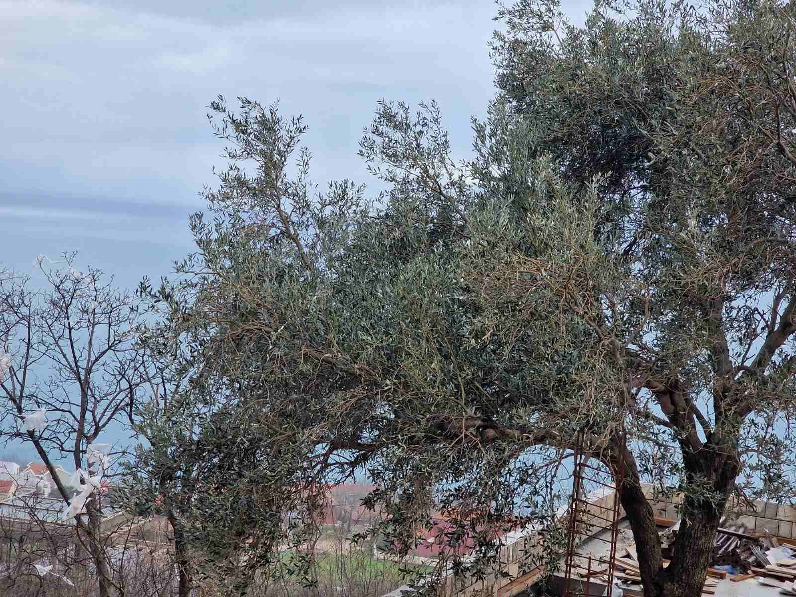 Urbanizovan plac 1174m2 sa pogledom na more,Blizikuce-Budva. - Amfora Real Estate