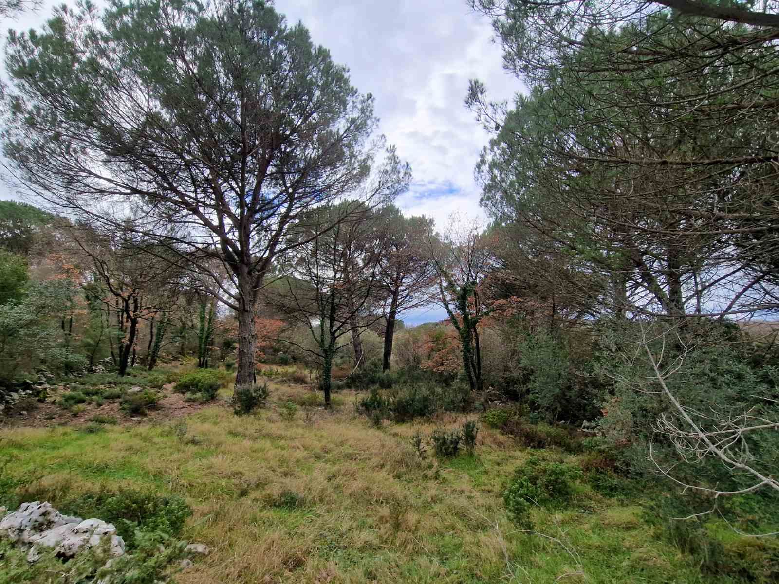 Plac povrsine 1150m2 ,Zagora-Opstina Kotor. - Amfora Real Estate