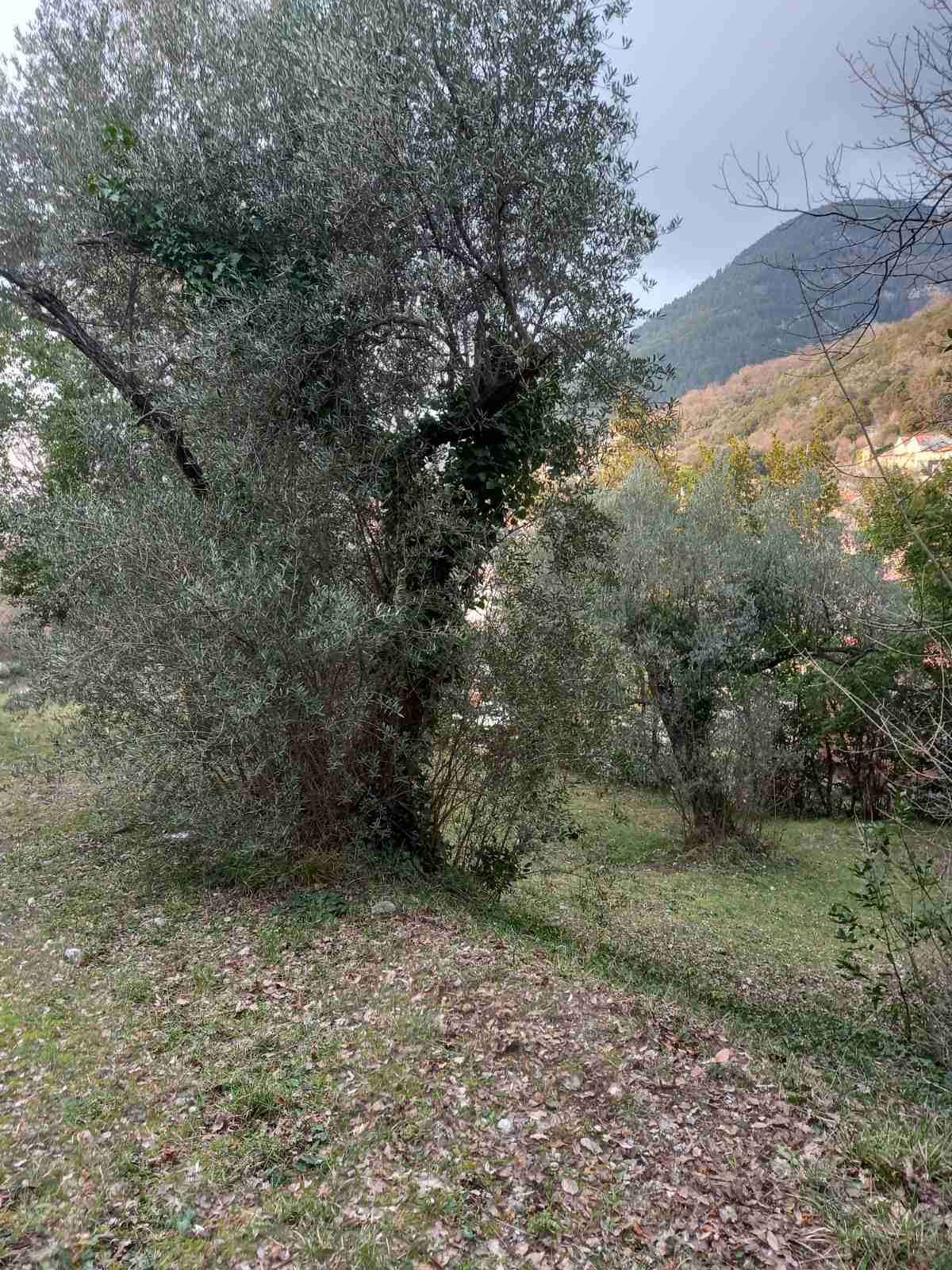 Prodaja,Naljezici,Kotor-Plac 1300m² sa pogledom na zaliv - Amfora Real Estate