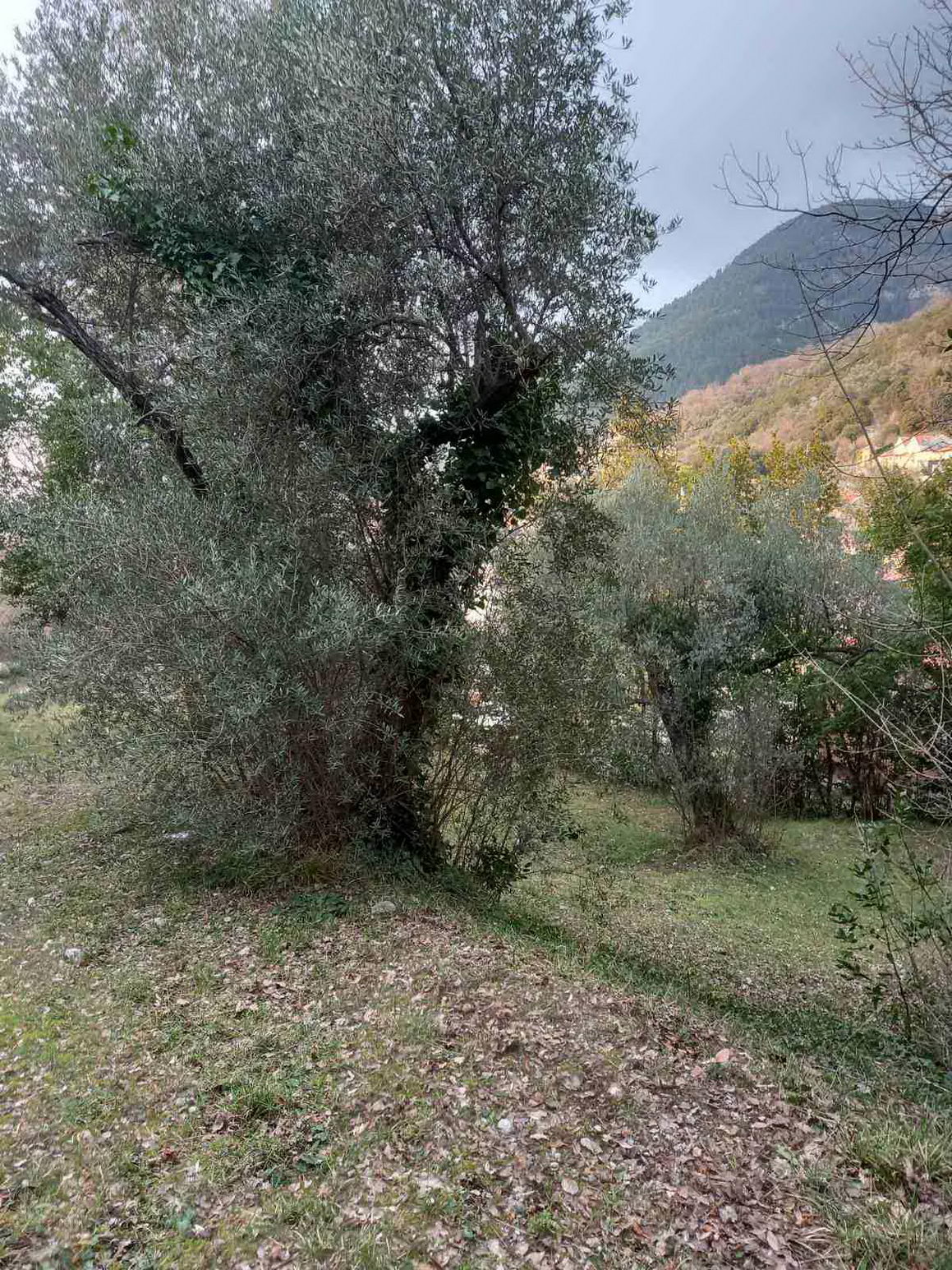 amforaproperty.com/Prodaja,Naljezici,Kotor-Plac 1300m² sa pogledom na zaliv